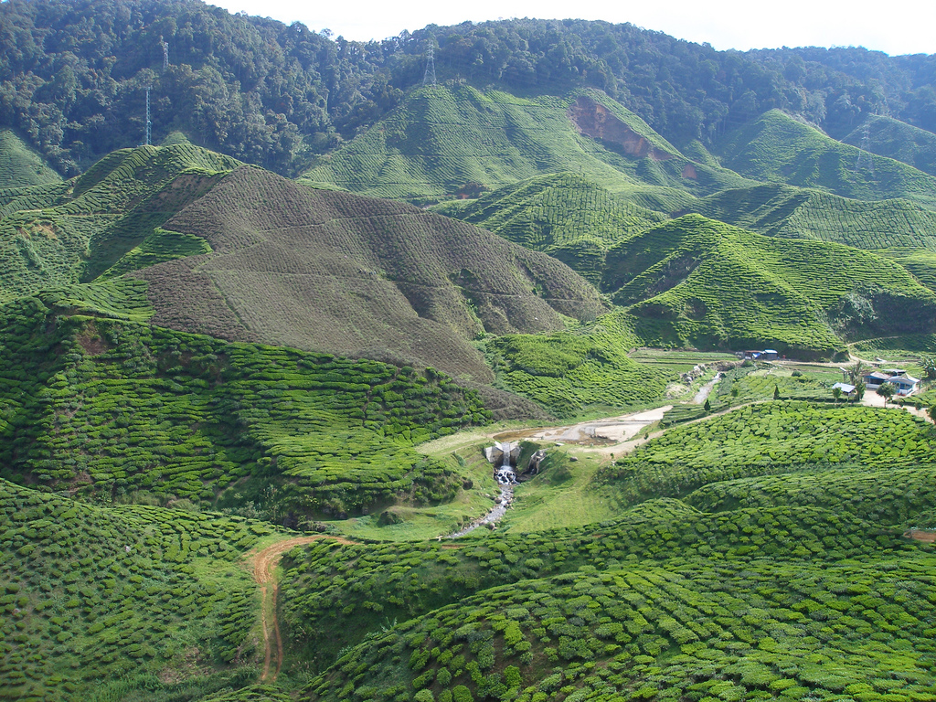 Bukit-Larut-Malaysia