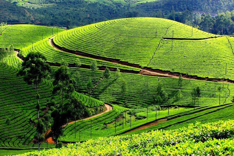 Cycle-through-the-Nilgiris