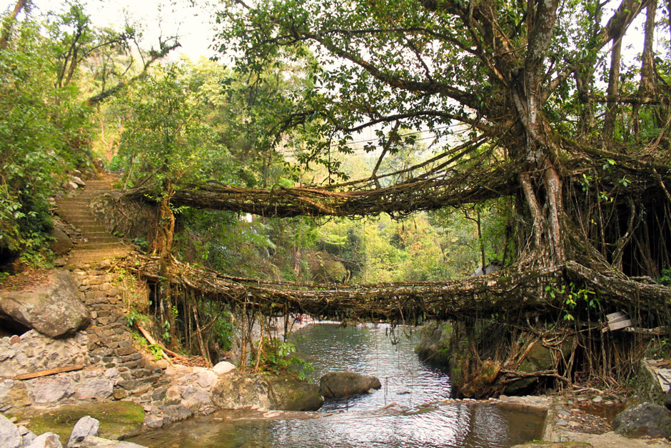 Living-Root-Bridges-of-Cherrapunji