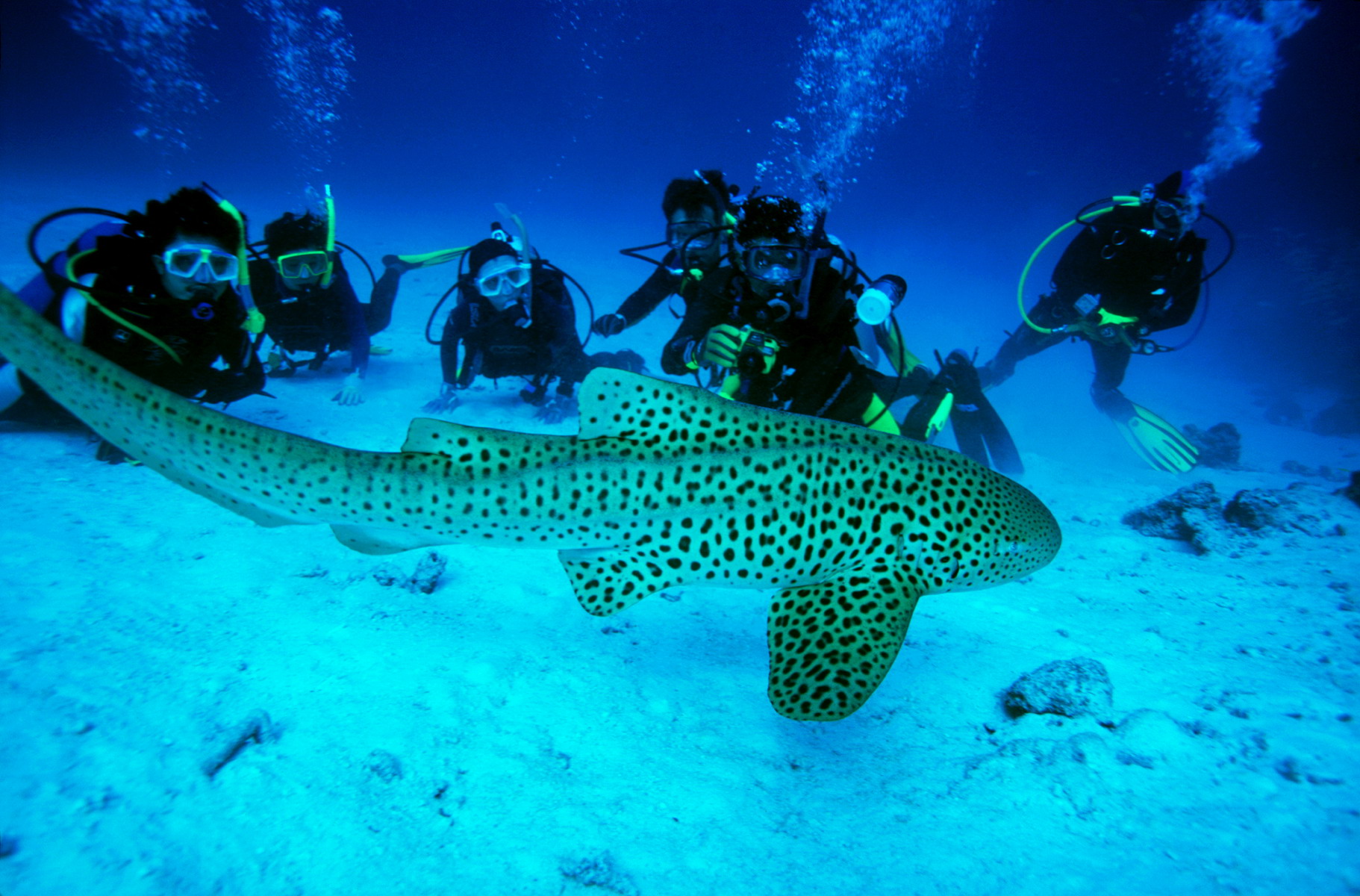 scuba-diving-in-the-Andamans