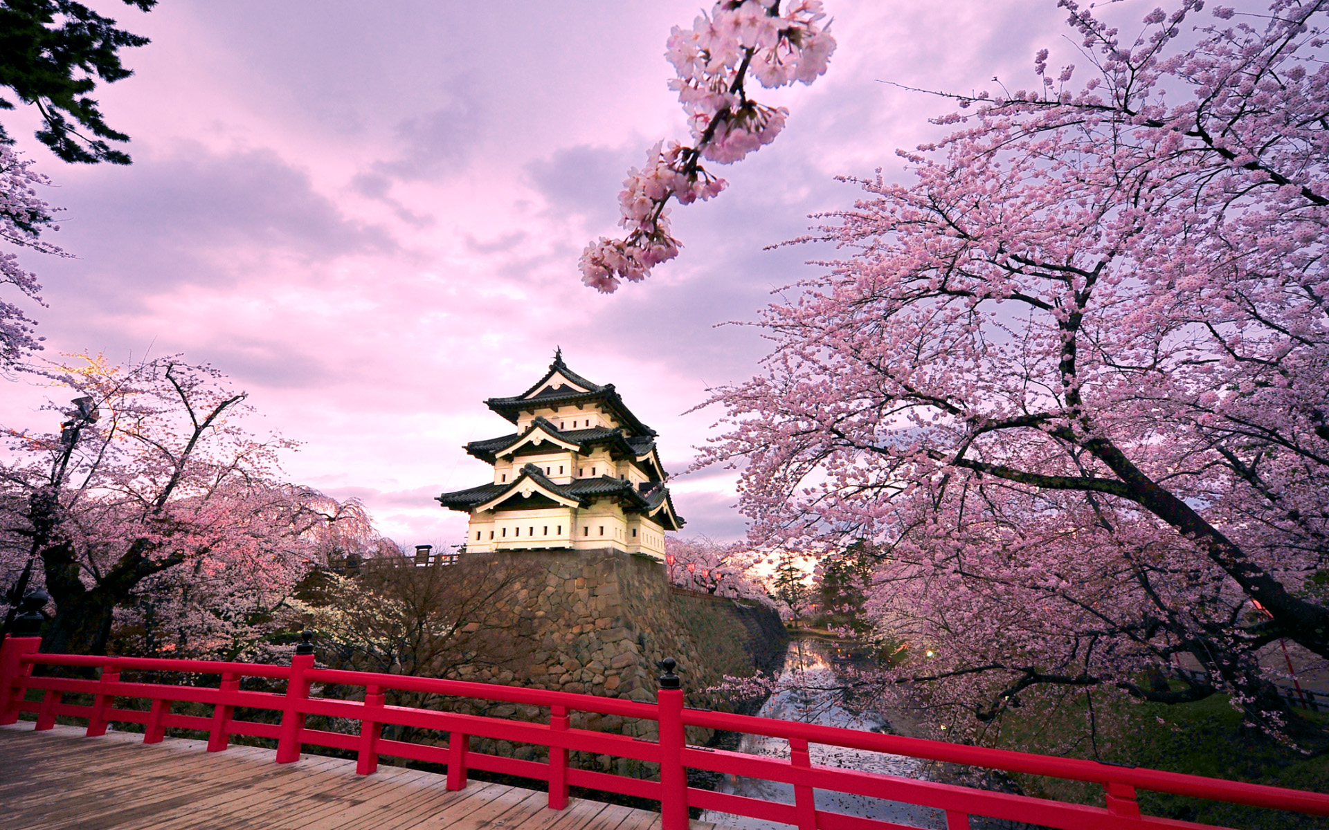 Japan Cherry Blossom