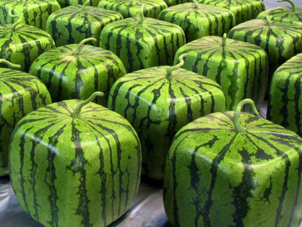 Japan Square Watermelons