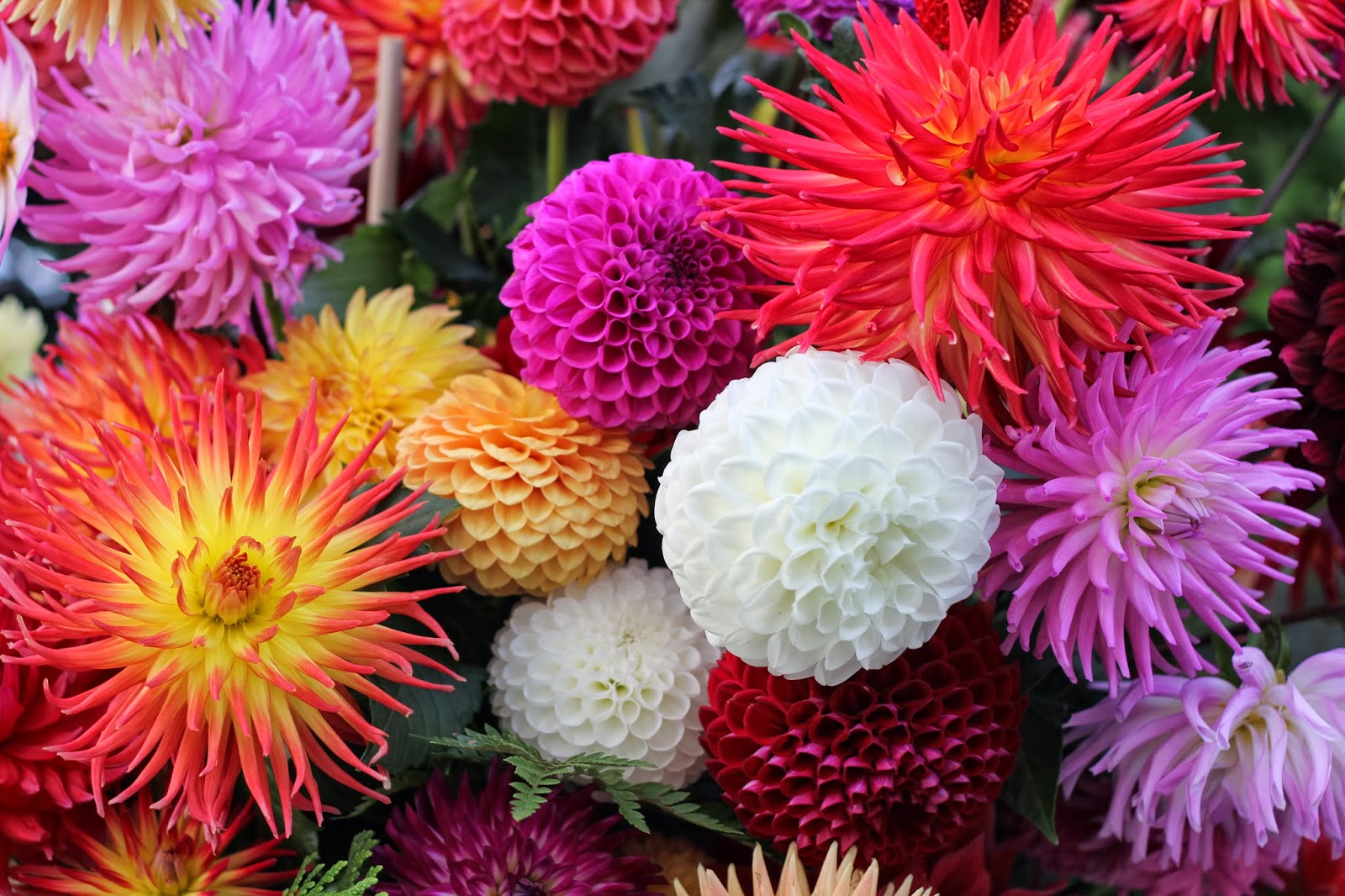 The Ooty Flower Show is famed for unique floral arrangements. 