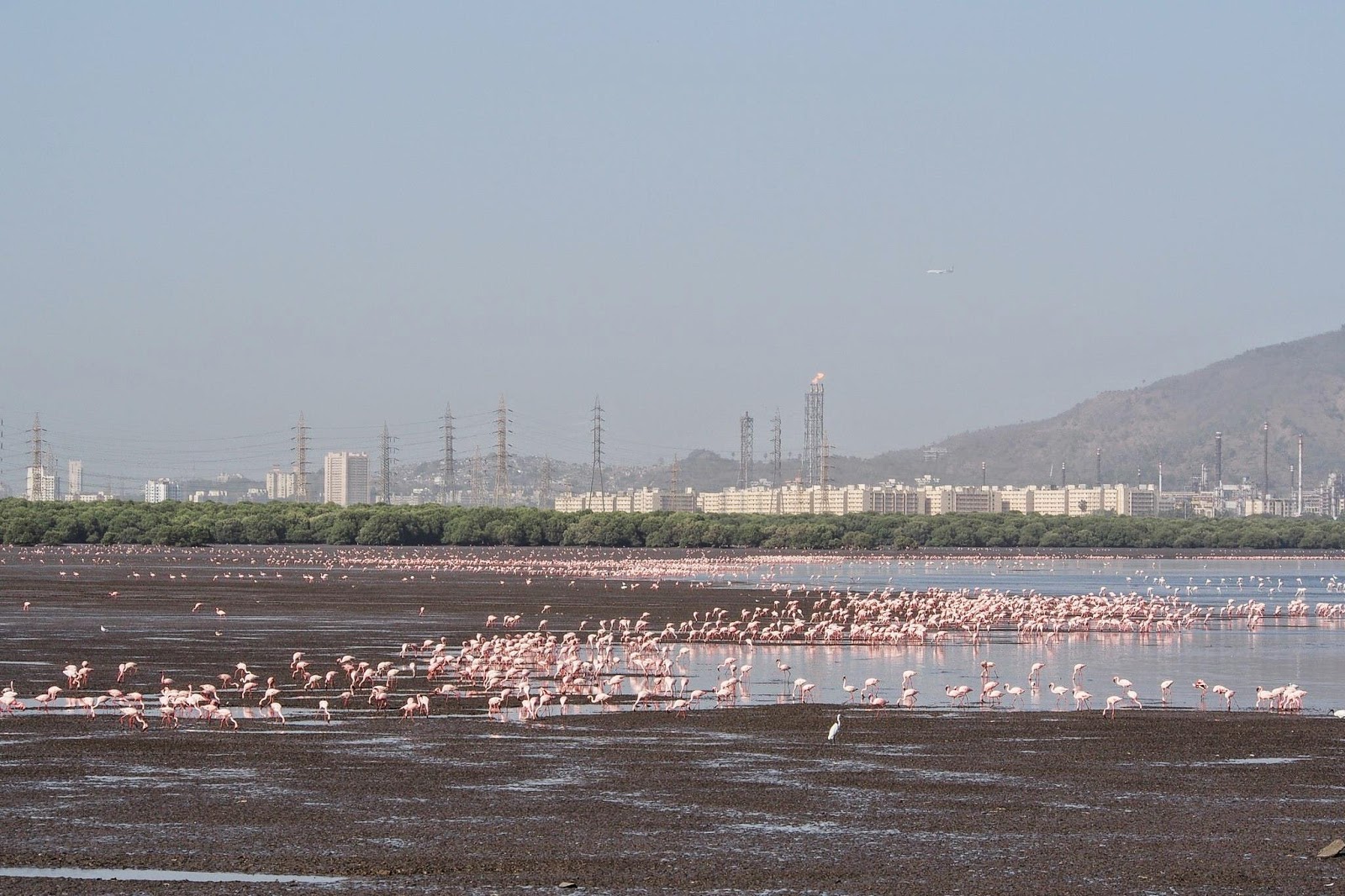 Sewri Flamingo Point