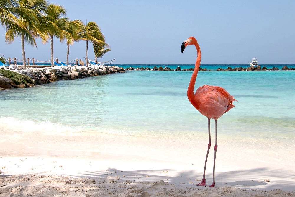 Flamingo Beach