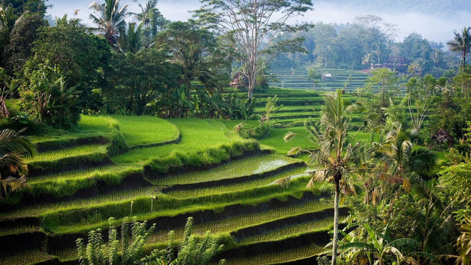 Tegalalang Rice Terrace