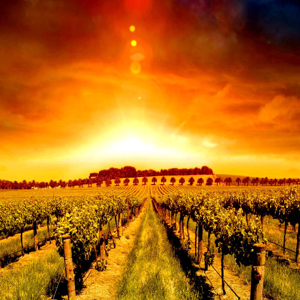 vineyard-blog