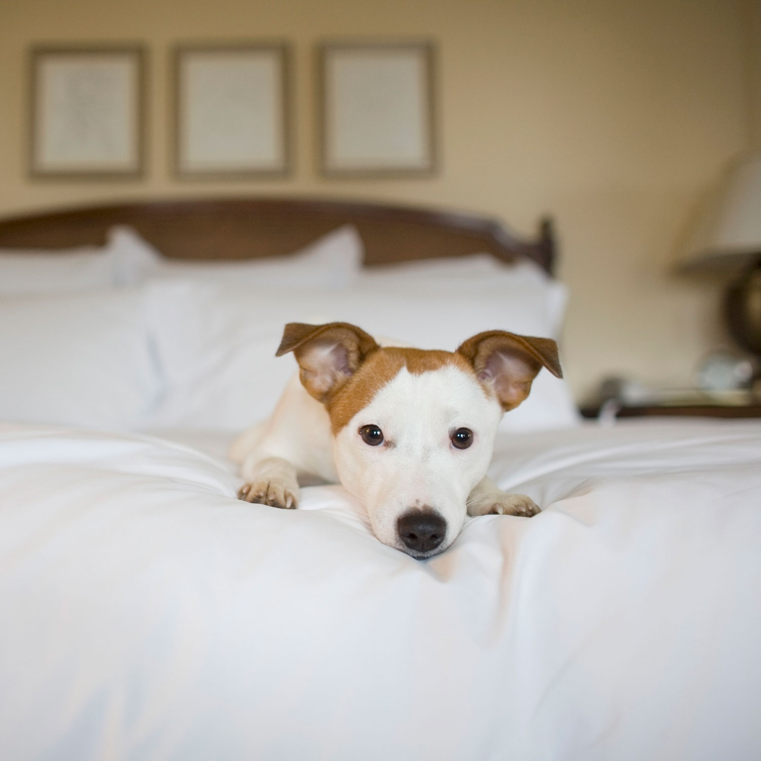 Top Pet Friendly Hotels in India